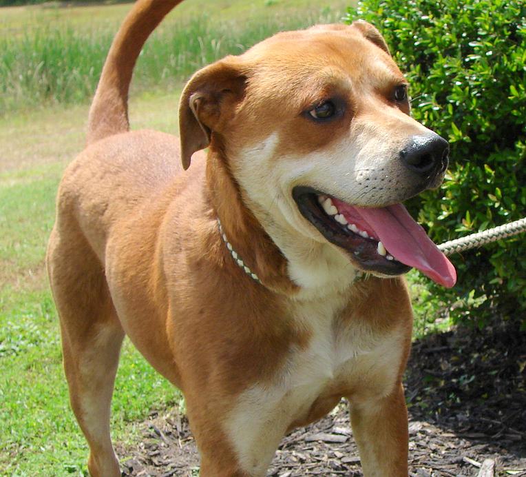 Happy dog client